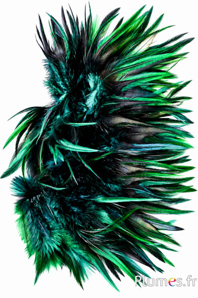 Haan - 10-15 cm - groen